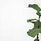 Fiddle Leaf Fig